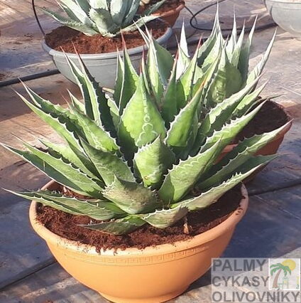 AGAVE MONTANA