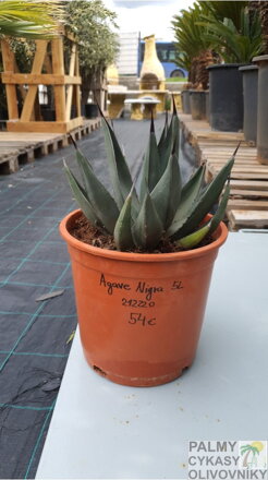 Agave Sharkskin 30 - 35 cm