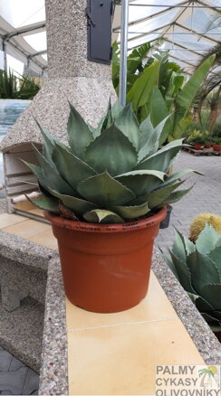 Agave Ovatifolia  70cm