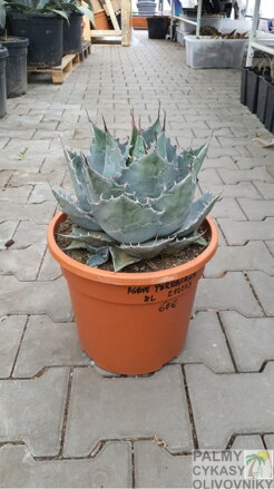 Agave Parrasana 40 - 50 cm