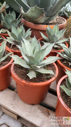Agave Parryi 40-50cm