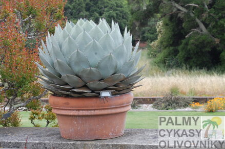 AGAVE PARRYI