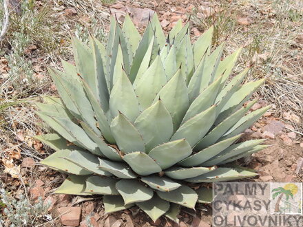 AGAVE PARRYI