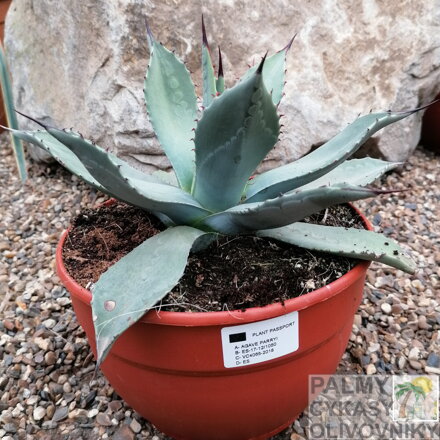 AGAVE PARRYI