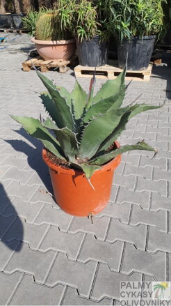 Agave Salmiana Ferox 80-100cm 45L