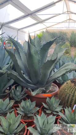 Agave Salmiana Ferox Extra 140cm