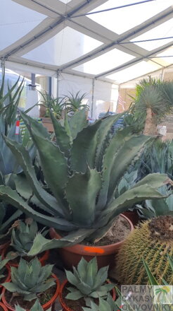 AGAVE SALMIANA FEROX