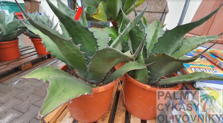 AGAVE SALMIANA FEROX