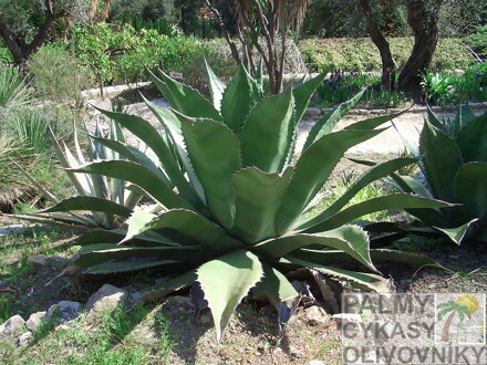 AGAVE SALMIANA FEROX