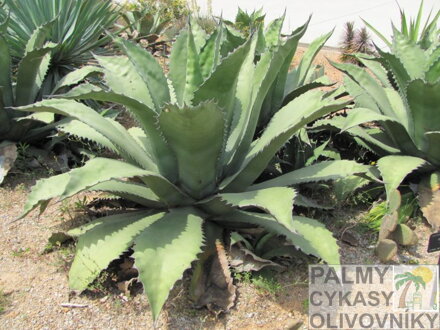 AGAVE SALMIANA FEROX