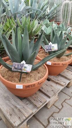 AGAVE SHARKSKIN