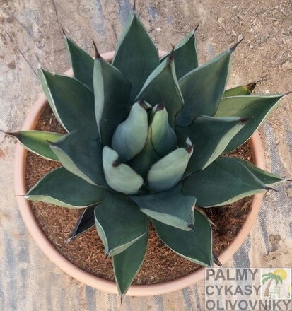 AGAVE SHARKSKIN