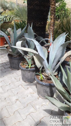 AGAVE SPECTABILIS