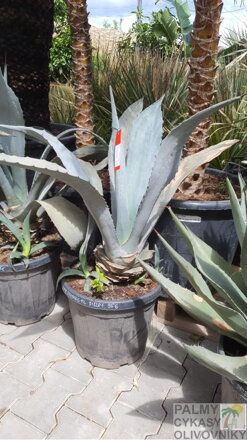 Agave Spectabilis 90-100cm