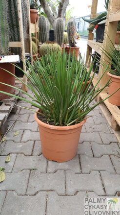 Agave Stricta 70cm