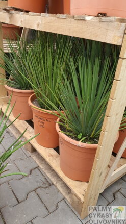 AGAVE STRICTA