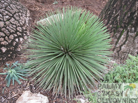 AGAVE STRICTA