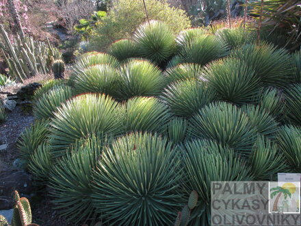 AGAVE STRICTA