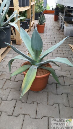 Agave Weberi 70-80cm