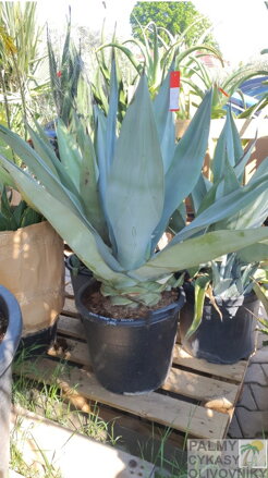 Agave Weberi 110-120cm