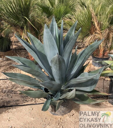 AGAVE WEBERI