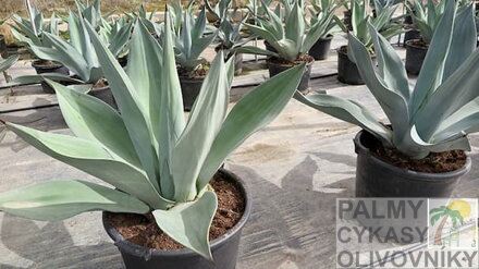 AGAVE WEBERI