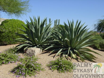 AGAVE WEBERI