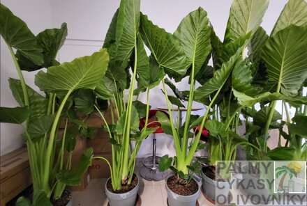 Alocasia Macrorrhiza 20Lt.