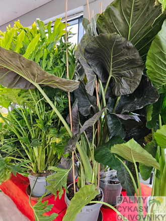 Alocasia Regal Shield 20Lt. výška 180-200cm