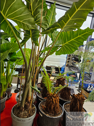 Alocasia Sarian  26Lt. výška 200-250cm