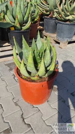 Aloe Aculeata 60-80cm