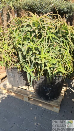 ALOE ARBORESCENS