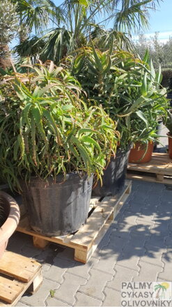 Aloe Arborescens 120-140cm