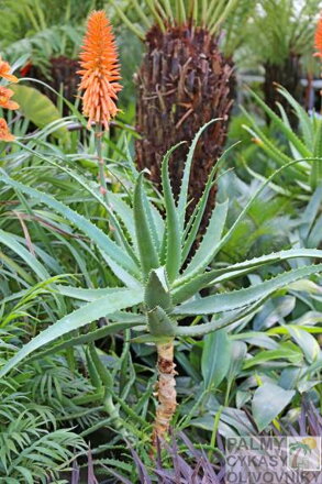 ALOE ARBORESCENS