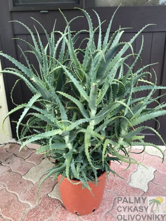 ALOE ARBORESCENS