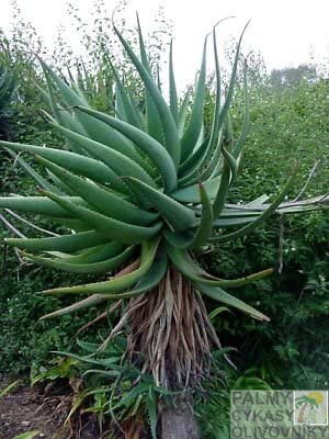ALOE ARBORESCENS