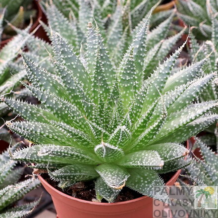 ALOE ARISTATA