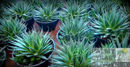 ALOE ARISTATA