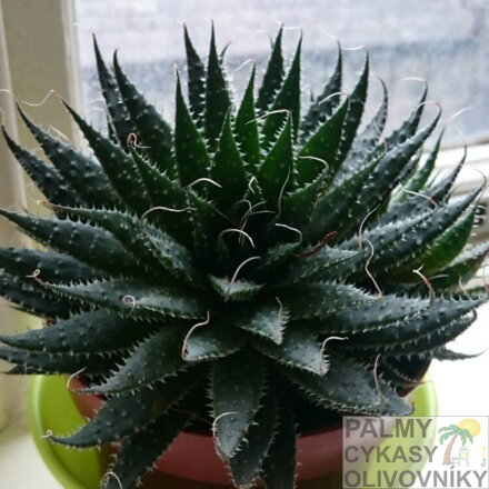 ALOE ARISTATA