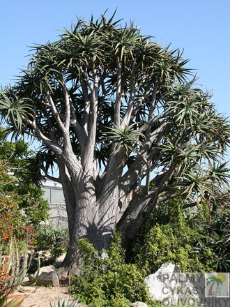 ALOE BAINESII