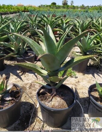 ALOE BAINESII