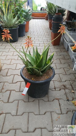 Aloe Brevifolia 40-50cm