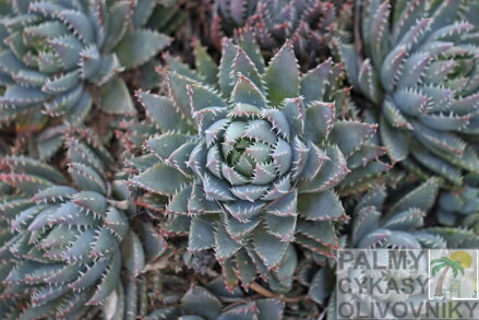 ALOE BREVIFOLIA
