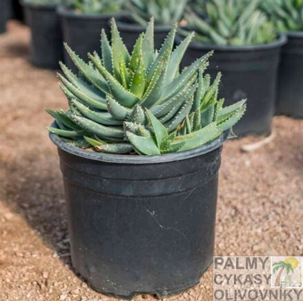 ALOE BREVIFOLIA