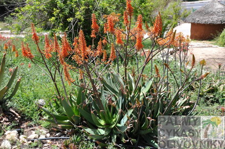 ALOE BREVIFOLIA