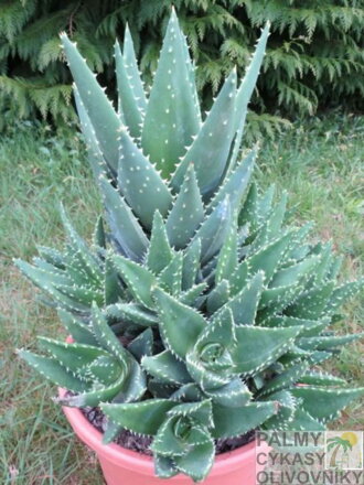 ALOE BREVIFOLIA