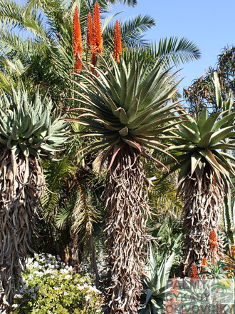 ALOE FEROX