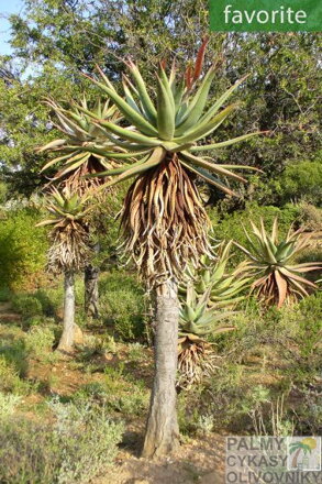 ALOE FEROX