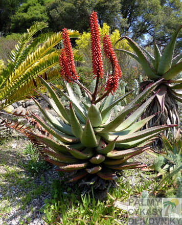 ALOE FEROX