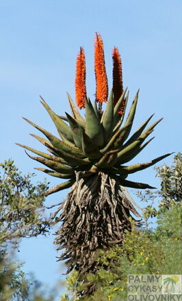 ALOE FEROX